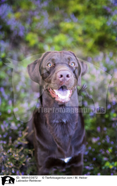 Labrador Retriever / MAH-03972