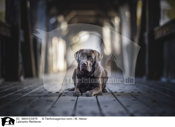 Labrador Retriever / MAH-03976