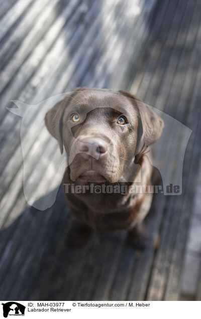 Labrador Retriever / MAH-03977