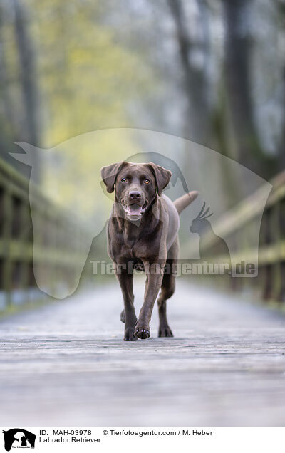 Labrador Retriever / Labrador Retriever / MAH-03978