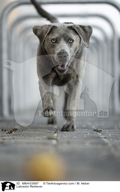 Labrador Retriever / Labrador Retriever / MAH-03997