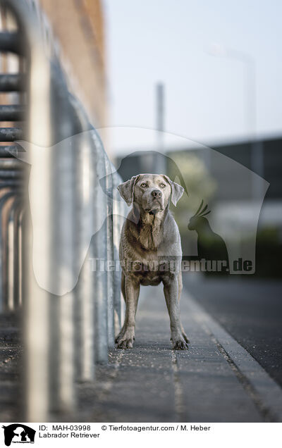 Labrador Retriever / MAH-03998