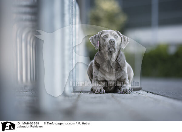 Labrador Retriever / Labrador Retriever / MAH-03999