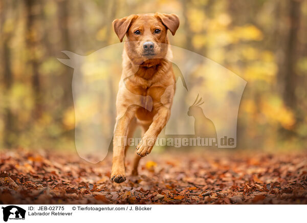 Labrador Retriever / Labrador Retriever / JEB-02775