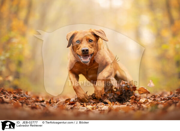 Labrador Retriever / Labrador Retriever / JEB-02777