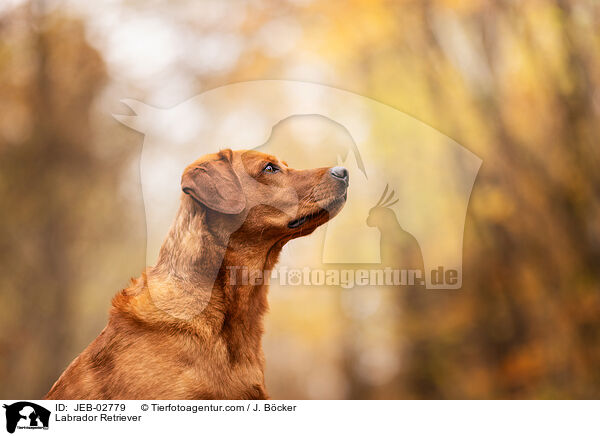 Labrador Retriever / Labrador Retriever / JEB-02779