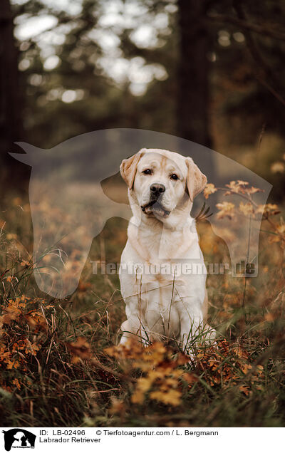 Labrador Retriever / Labrador Retriever / LB-02496