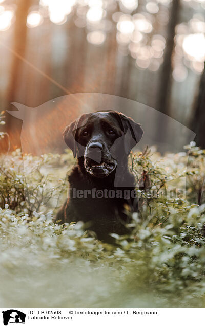 Labrador Retriever / LB-02508