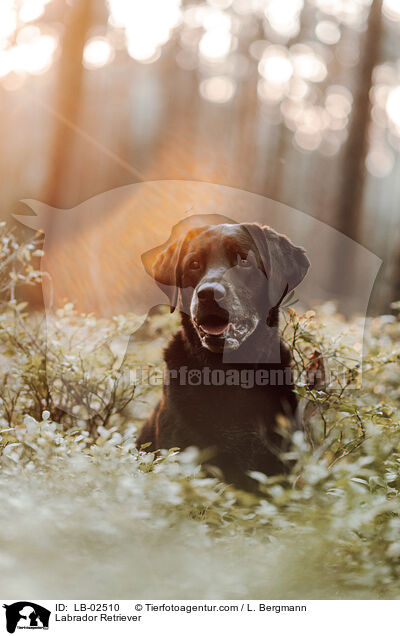 Labrador Retriever / LB-02510