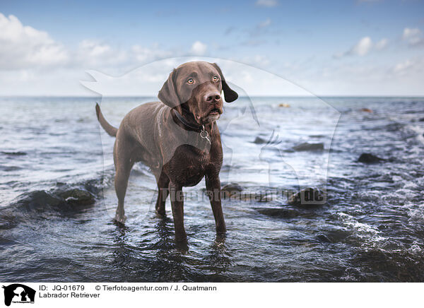 Labrador Retriever / Labrador Retriever / JQ-01679