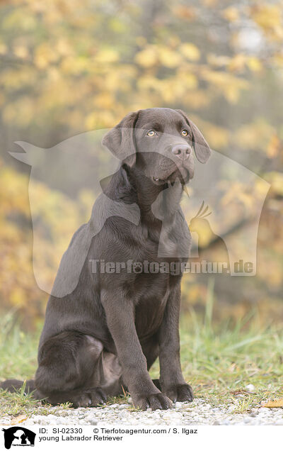 junger Labrador Retriever / young Labrador Retriever / SI-02330