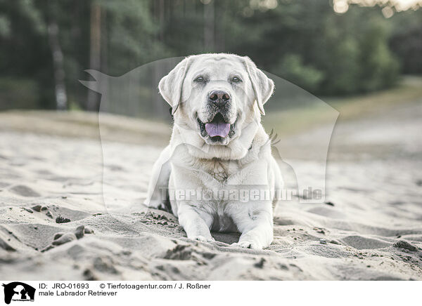 male Labrador Retriever / JRO-01693