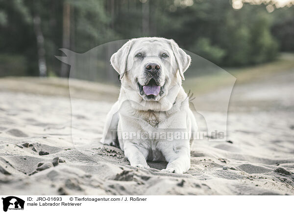 Labrador Retriever Rde / male Labrador Retriever / JRO-01693