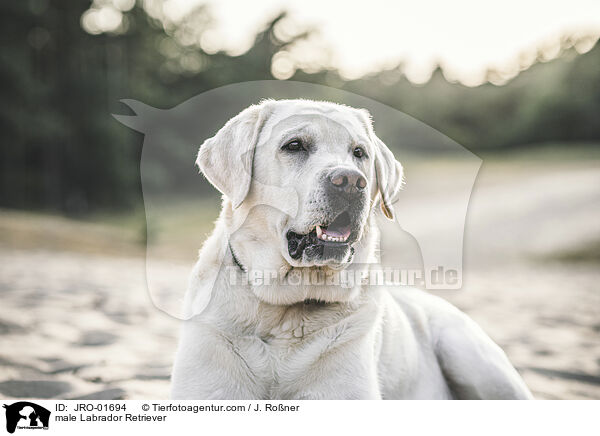 Labrador Retriever Rde / male Labrador Retriever / JRO-01694