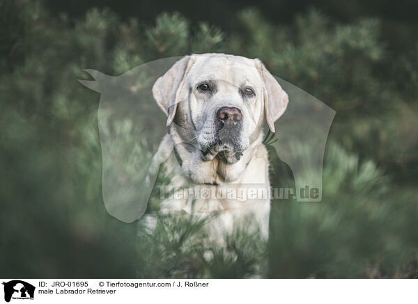 Labrador Retriever Rde / male Labrador Retriever / JRO-01695