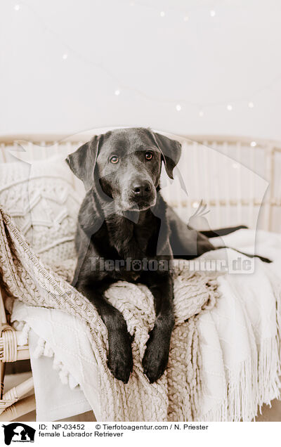 Labrador Retriever Hndin / female Labrador Retriever / NP-03452