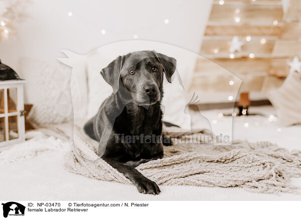 female Labrador Retriever / NP-03470