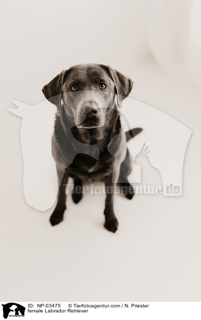 Labrador Retriever Hndin / female Labrador Retriever / NP-03475