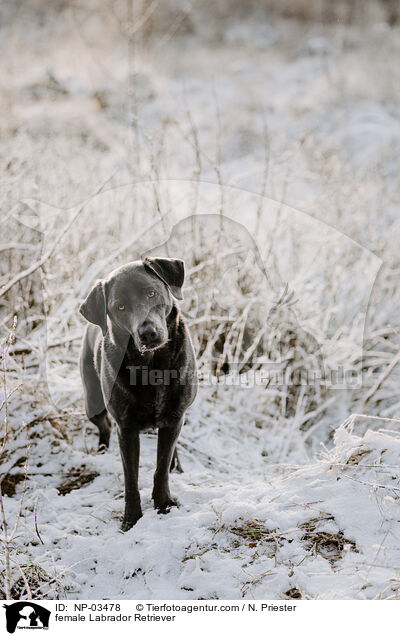 female Labrador Retriever / NP-03478