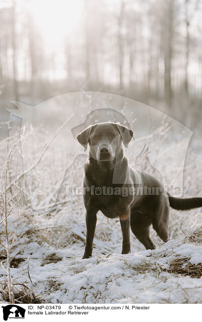 female Labrador Retriever / NP-03479