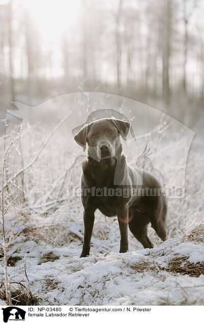 female Labrador Retriever / NP-03480