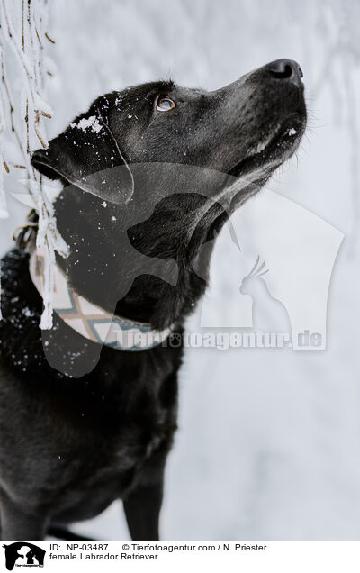 female Labrador Retriever / NP-03487