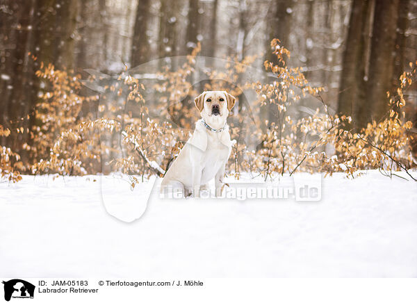 Labrador Retriever / Labrador Retriever / JAM-05183