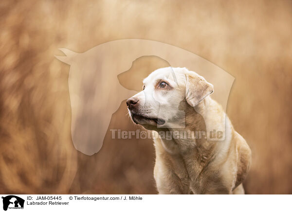 Labrador Retriever / JAM-05445