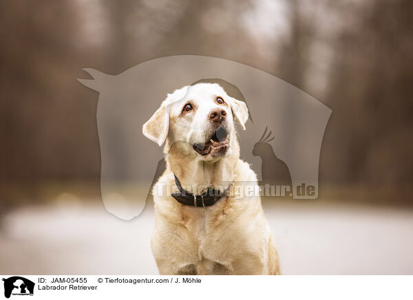 Labrador Retriever / JAM-05455