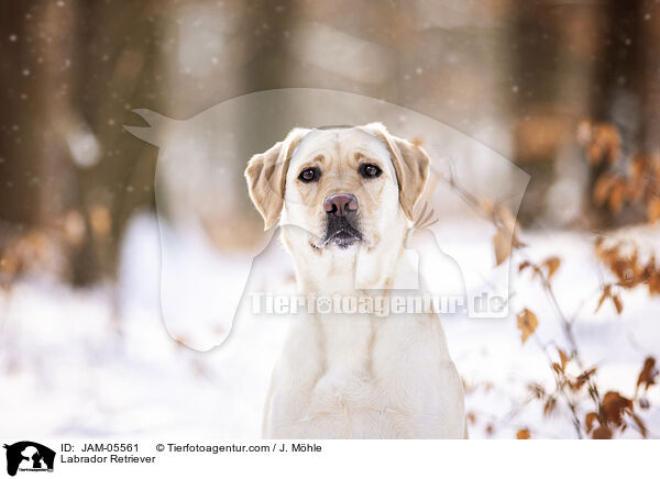 Labrador Retriever / JAM-05561