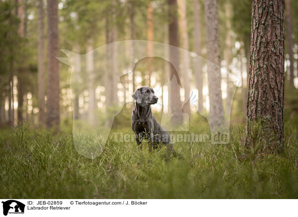 Labrador Retriever / JEB-02859