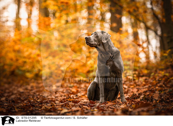 Labrador Retriever / Labrador Retriever / STS-01295