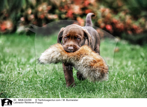 Labrador Retriever Welpe / Labrador Retriever Puppy / MAB-02266