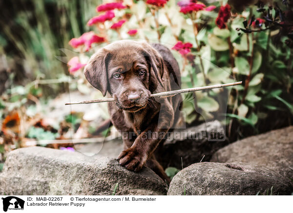 Labrador Retriever Puppy / MAB-02267