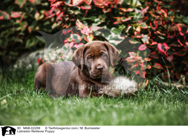Labrador Retriever Puppy / MAB-02268