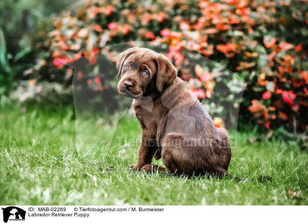 Labrador Retriever Welpe / Labrador Retriever Puppy / MAB-02269