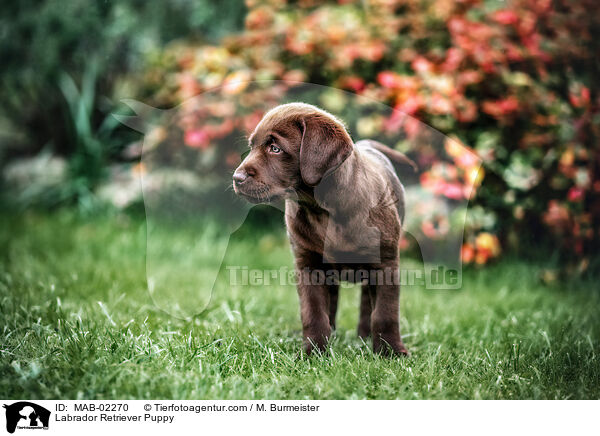 Labrador Retriever Welpe / Labrador Retriever Puppy / MAB-02270