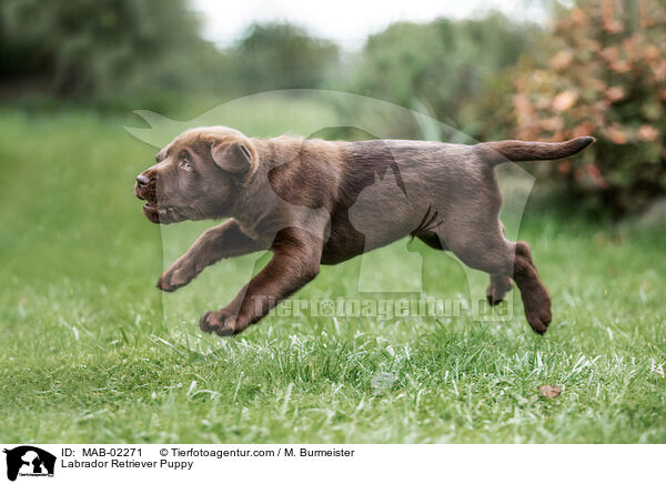 Labrador Retriever Welpe / Labrador Retriever Puppy / MAB-02271