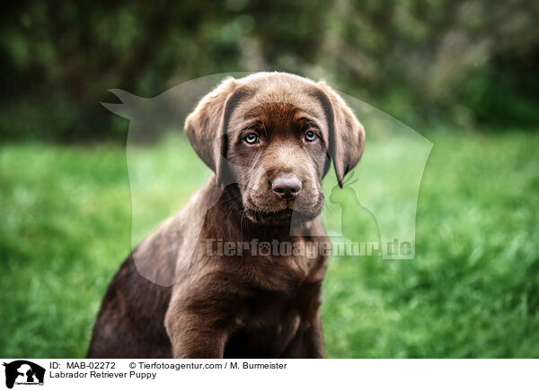 Labrador Retriever Welpe / Labrador Retriever Puppy / MAB-02272