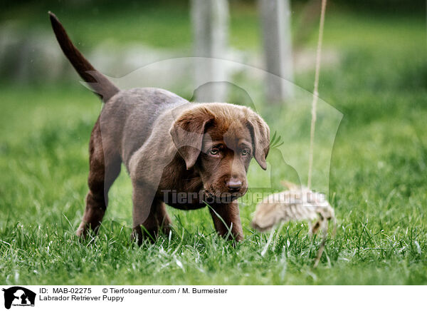 Labrador Retriever Puppy / MAB-02275
