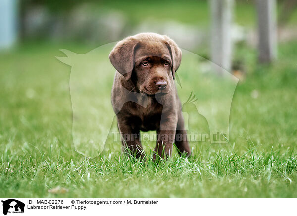 Labrador Retriever Welpe / Labrador Retriever Puppy / MAB-02276
