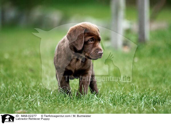 Labrador Retriever Welpe / Labrador Retriever Puppy / MAB-02277