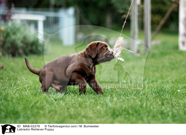 Labrador Retriever Puppy / MAB-02278