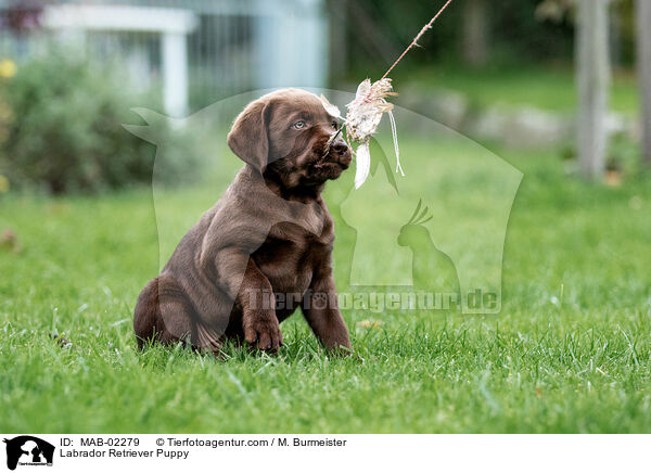 Labrador Retriever Welpe / Labrador Retriever Puppy / MAB-02279