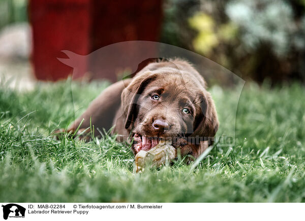 Labrador Retriever Puppy / MAB-02284