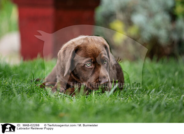 Labrador Retriever Welpe / Labrador Retriever Puppy / MAB-02288