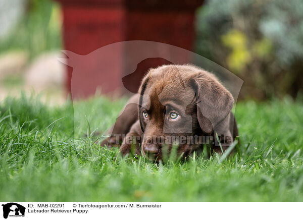 Labrador Retriever Welpe / Labrador Retriever Puppy / MAB-02291