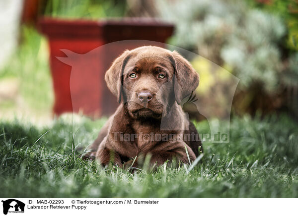 Labrador Retriever Welpe / Labrador Retriever Puppy / MAB-02293