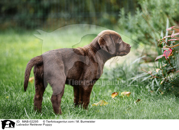 Labrador Retriever Welpe / Labrador Retriever Puppy / MAB-02295