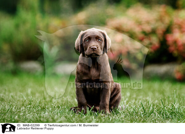 Labrador Retriever Welpe / Labrador Retriever Puppy / MAB-02299